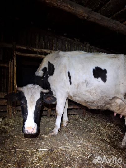 Корова дойная
