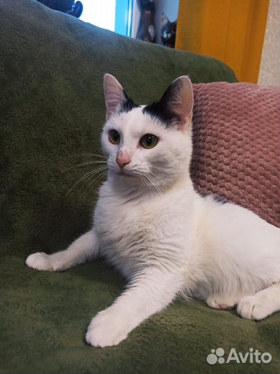 Кошечка в добрые руки