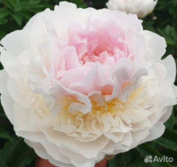 Пионы сортовые зимостойкие