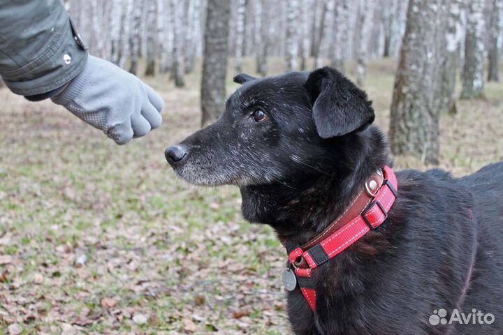 Помогите обрести старичку дом