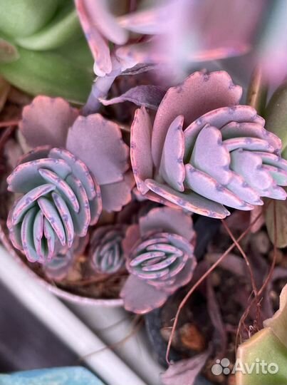 Каланхоэ Федченко