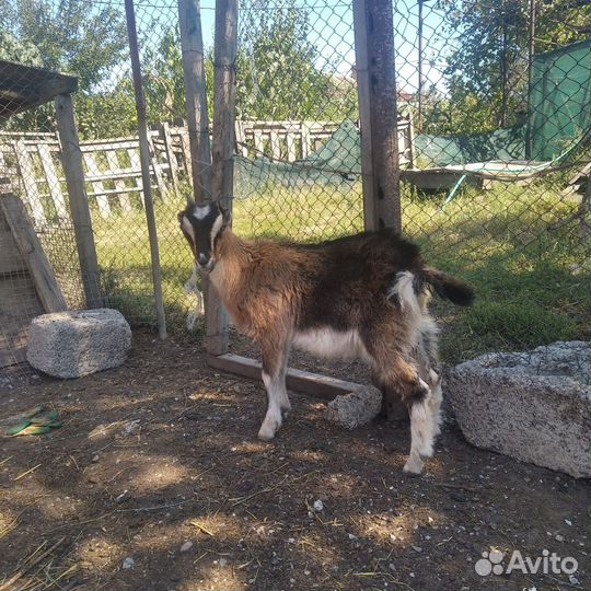 Нубийские козы