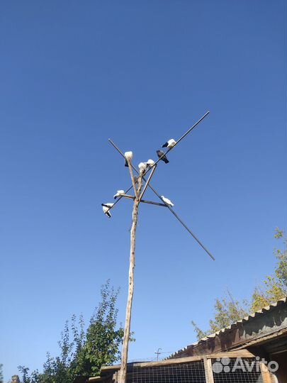 Продажа бакинских голубей