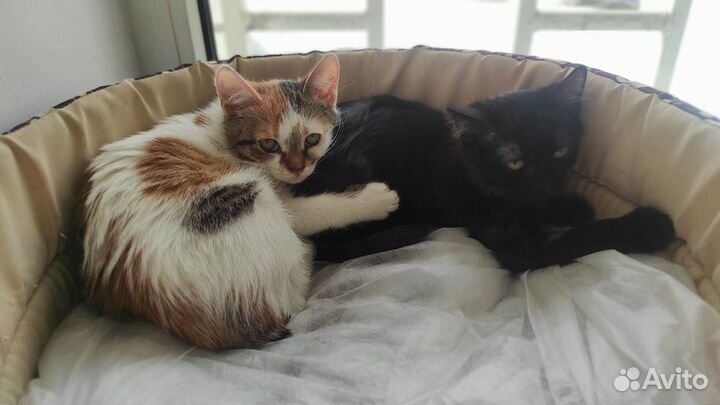 Котята в добрые руки девочки