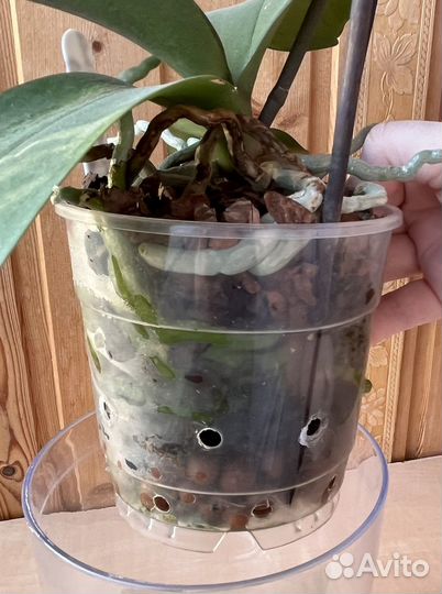 Орхидея фаленопсис