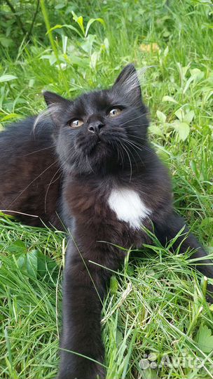 Кошечка 7 месяцев