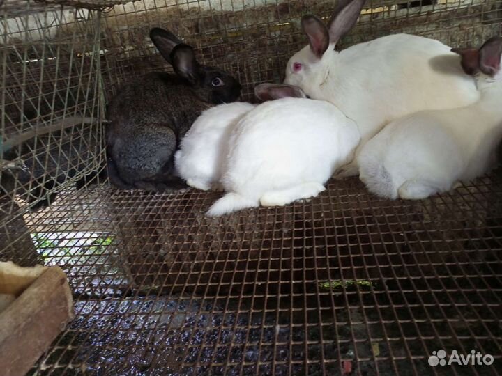 Кролики на мясо и на развод