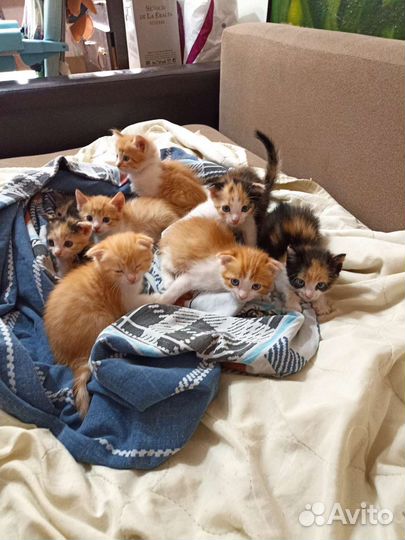 Котятки вислоухие