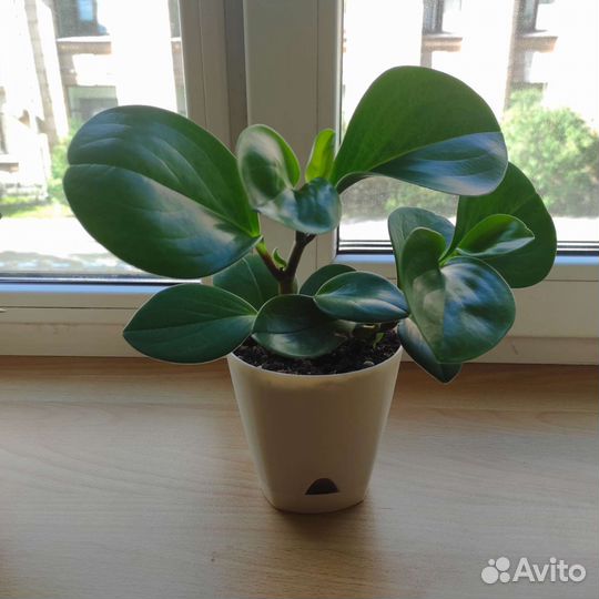 Пеперомия туполистная