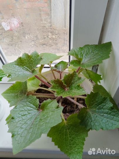 Комнатные цветы