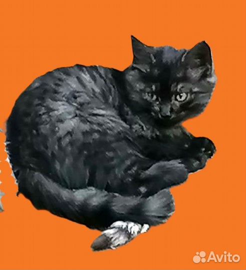 Котик редкий окрас в добрые руки