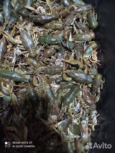 Живые раки самара