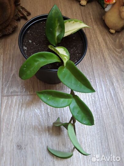 Хойя вариегатная Tricolor