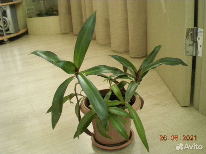 Традесканция