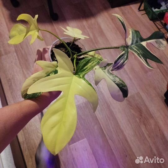 Филодендрон маска вариегатная