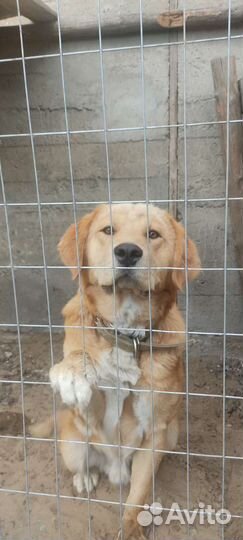 Хотошо + Алабай (метис)