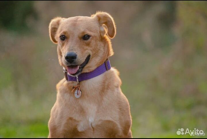 Маленькая собачка