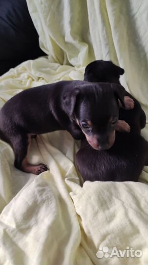 Той-терьер щенки