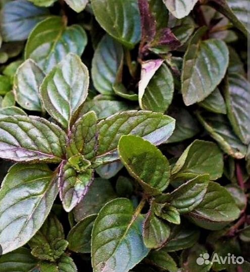 Мята шоколадная