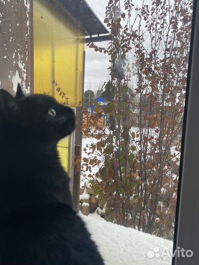 Котик