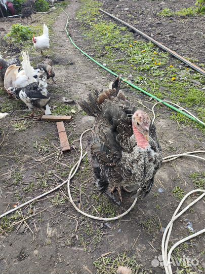 Индюшата.инкубационное яйцо кур Петухи