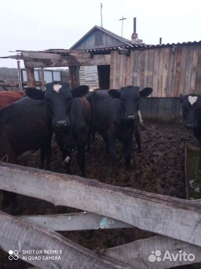 Телята телочки