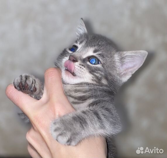 Отдам котенка