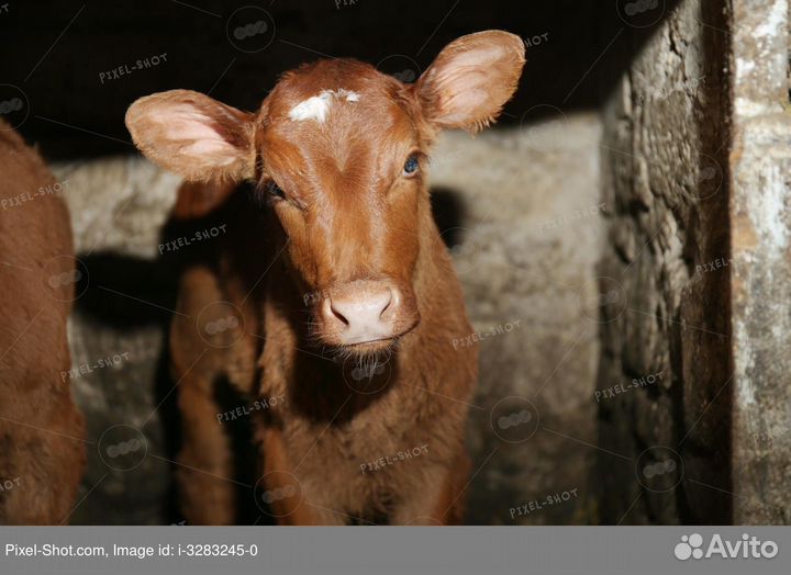 Бычки и телята