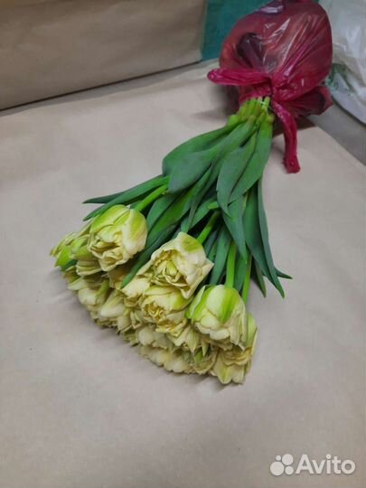 Пионовидные тюльпаны