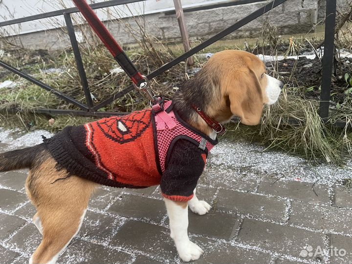 Щенок бигля девочка