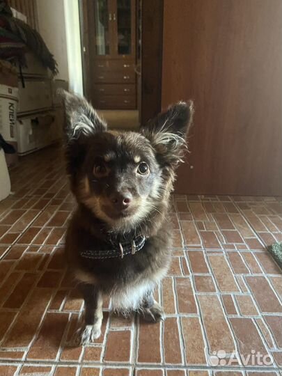 Папийон девочка, 4 мес