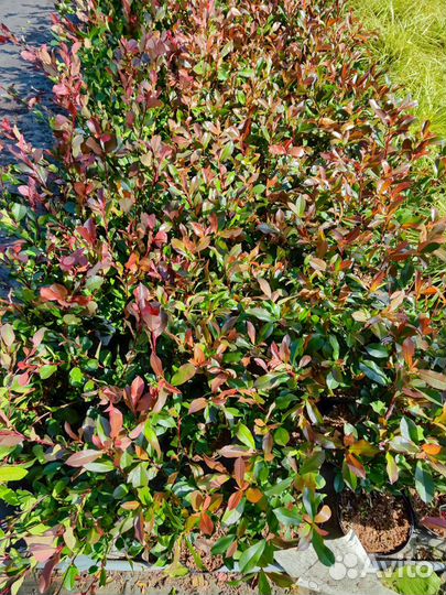 Вечнозеленые. Фотиния. Лавровишня.Пиерис. Нандина