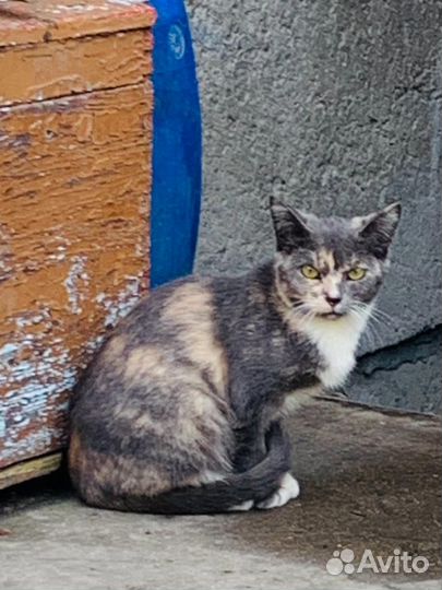 Кошечка в добрые руки