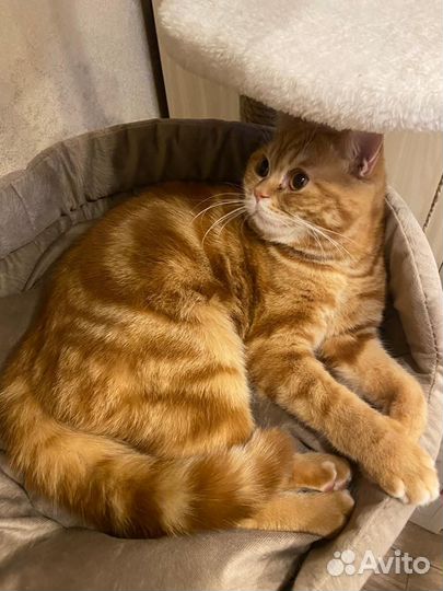 Вязка котик шотланский страйт