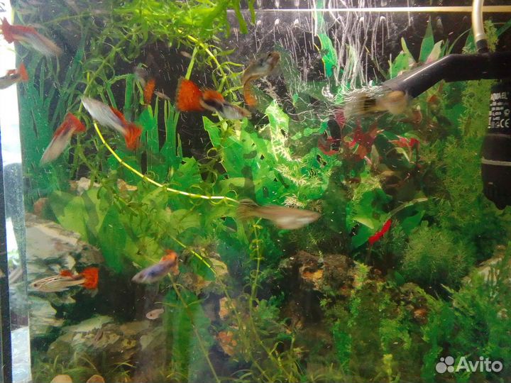 Гуппи мальки красавцы