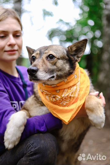Собака в добрые руки