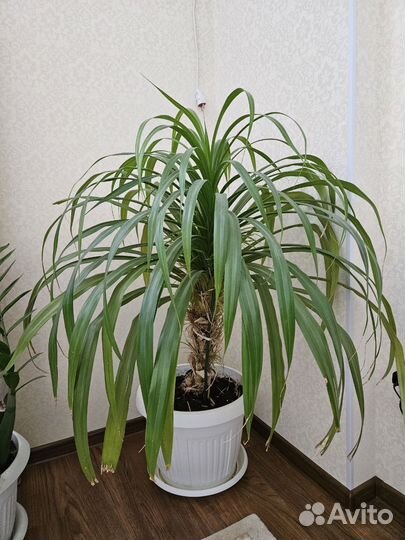 Комнатные цветы