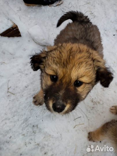 Щенки бесплатно