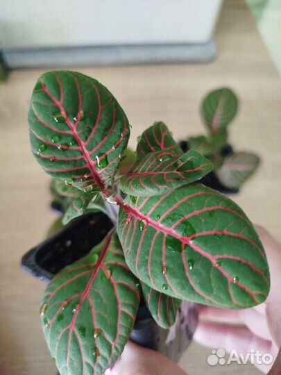 Фиттония Скелетон