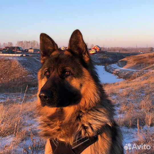 Вязка кобель 4года