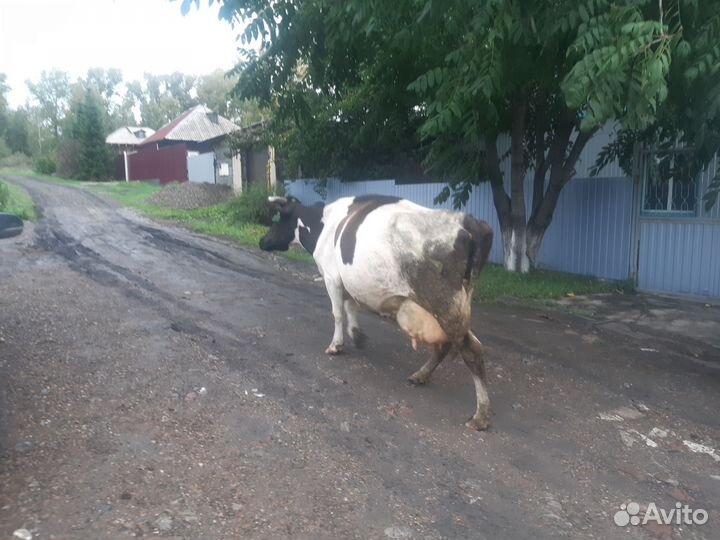 Бык