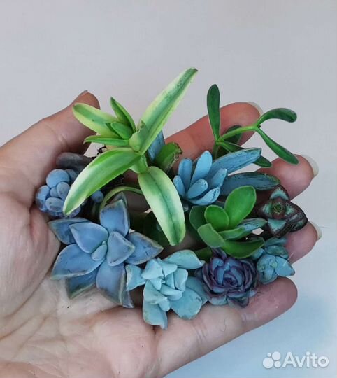 Набор суккулентов