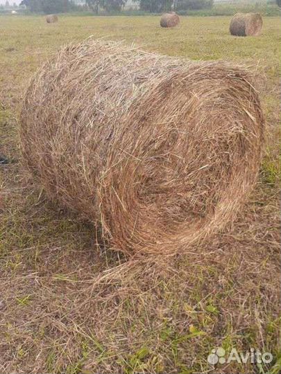 Продам сено