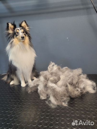 Эксперсс-линька для собак