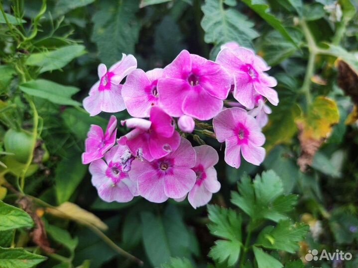 Флоксы многолетние