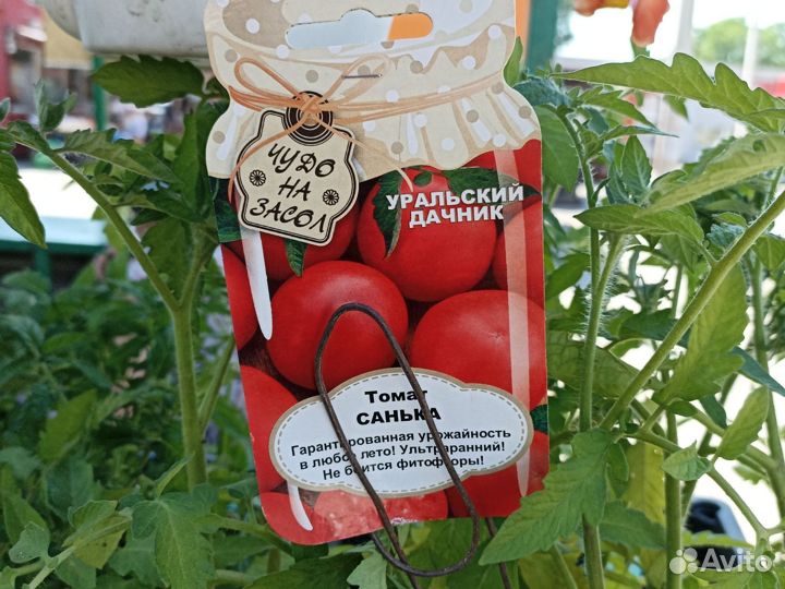 Рассада томатов и перца
