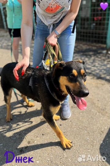 Добрый пёс из приюта ищет хозяина