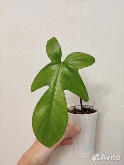 Филодендрон маска вариегатная