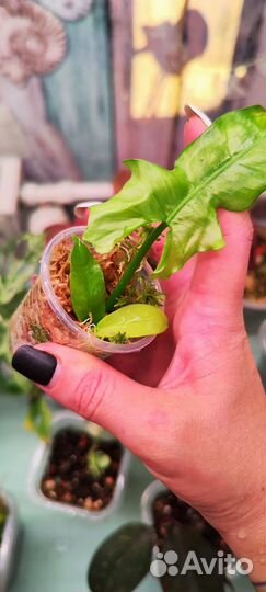 Филодендроны редкие