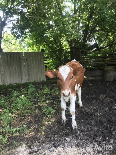 Тёлка на племя